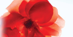 Rose of no man's land